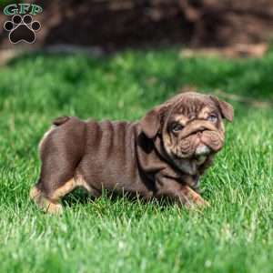 Chanel Cocoa, English Bulldog Puppy